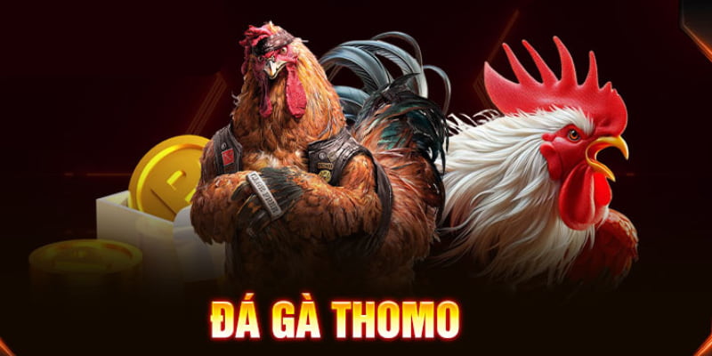 Đá gà trực tiếp Thomo là thể loại trò chơi hot trên nhà cái Wi88