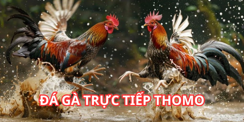 đá gà trực tiếp Thomo