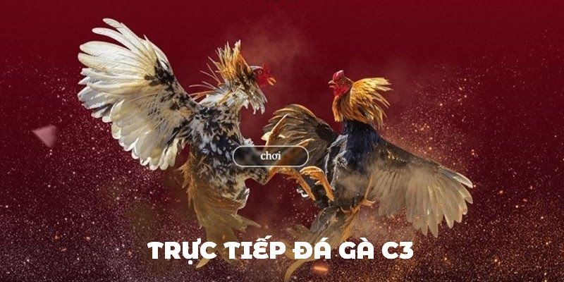 Đôi nét về giải đấu trực tiếp đá gà C3 đình đám