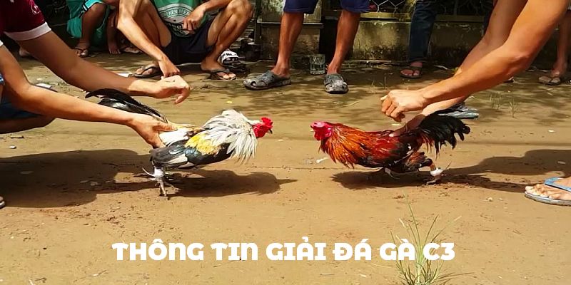 Tìm hiểu thông tin chính xác về trực tiếp chọi gà C3